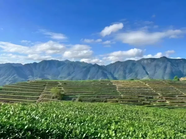 Terraced tea fields in Anxi with fertile soil, clean air, and optimal climate for growing premium Tieguanyin Oolong tea.