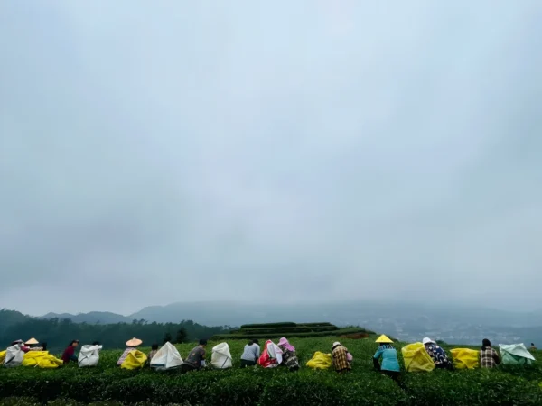 Farmers handpicking Tieguanyin tea leaves in misty Anxi hills, emphasizing traditional methods and sustainable quality farming.