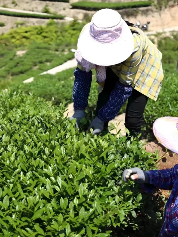 Farmers handpicking Tieguanyin Oolong tea leaves in Anxi, ensuring quality and sustainability in a pristine mountainous environment.