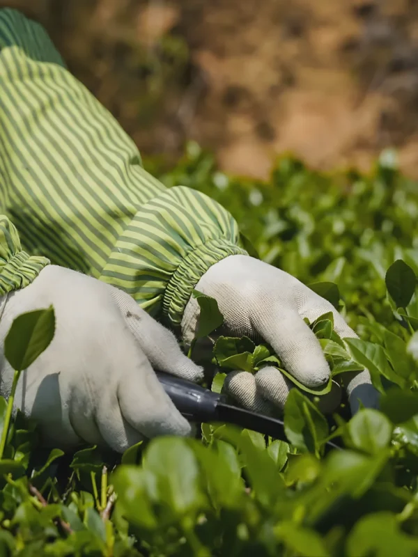 Farmer handpicking Tieguanyin tea leaves in Anxi's eco-friendly garden, ensuring quality, flavor, and sustainable production.