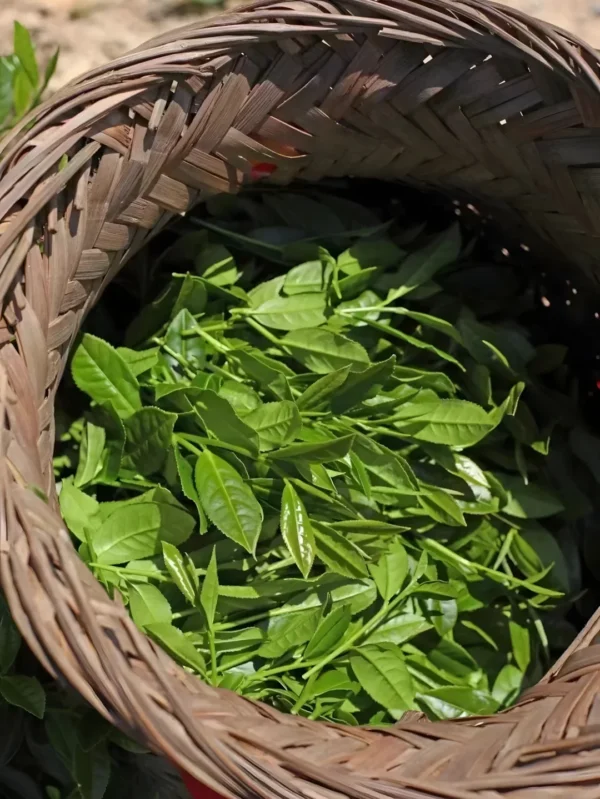 Freshly handpicked Tieguanyin tea leaves in a woven basket, showcasing eco-friendly, traditional harvesting practices in Anxi.