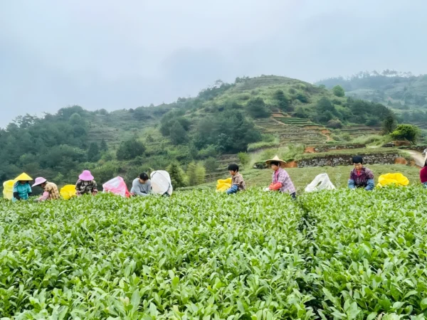 Farmers handpicking Tieguanyin tea leaves in Anxi tea garden, highlighting organic practices and lush natural surroundings.