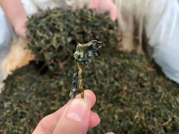 Artisan inspecting Iron Goddess Oolong tea leaves post-fermentation for rich flavor, antioxidants, and health-enhancing properties.