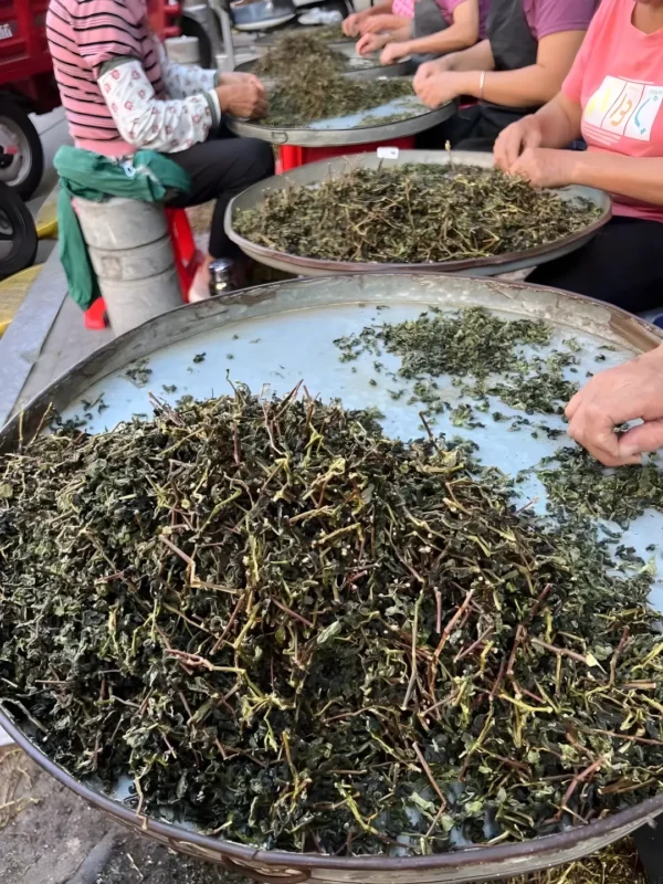 Tea workers remove stems from Anxi Tieguanyin to enhance essential oils and theanine, improving flavor and relaxation.