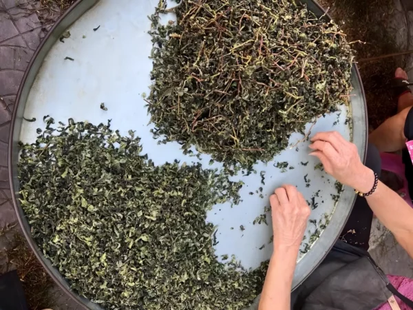 Workers hand-sort Tieguanyin leaves to ensure consistent size, texture, and quality for better flavor and health benefits.