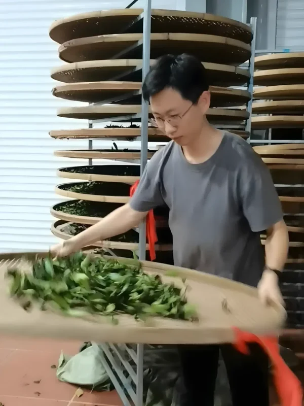 Tea master shaking Tieguanyin leaves to activate fermentation, enhancing antioxidant levels and layered flavor complexity.