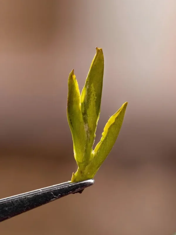 Close-up of fresh Dragon Well tea leaf, showcasing dragon well tea benefits, green tea loose leaf, and slimming tea detox.