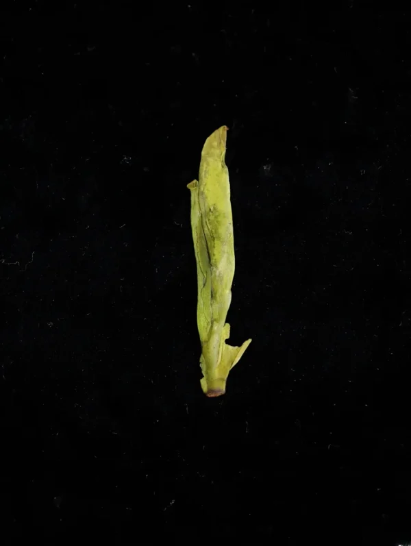 Close-up of a single West Lake Dragon Well tea leaf, showcasing tea benefits like Chinese slimming tea and nightly calm tea effects.