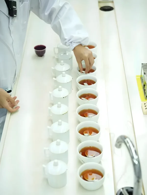 Expert conducting tea grades testing for Chinese Keemun black tea, ensuring premium pure leaf black tea quality.