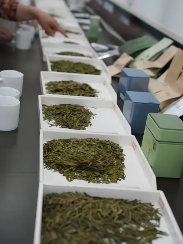 An organized tea quality testing station with trays of Longjing Dragon Well tea leaves for evaluation.