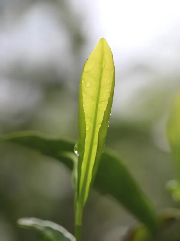 A vibrant tea leaf, source of Chinese Keemun black tea, crafted for kung fu tea and organic loose leaf black tea.