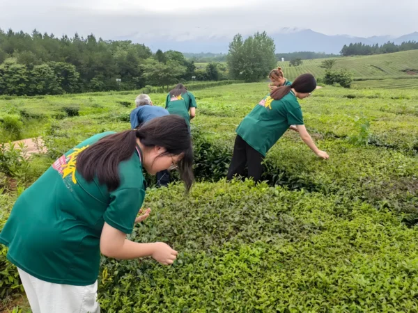 Chinese Keemun black tea fields, producing premium black tea loose leaf with detox cleansing tea benefits.