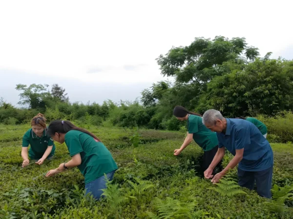 Lush tea fields producing Chinese Keemun black tea with premium fermented black tea and rich black tea ingredients.