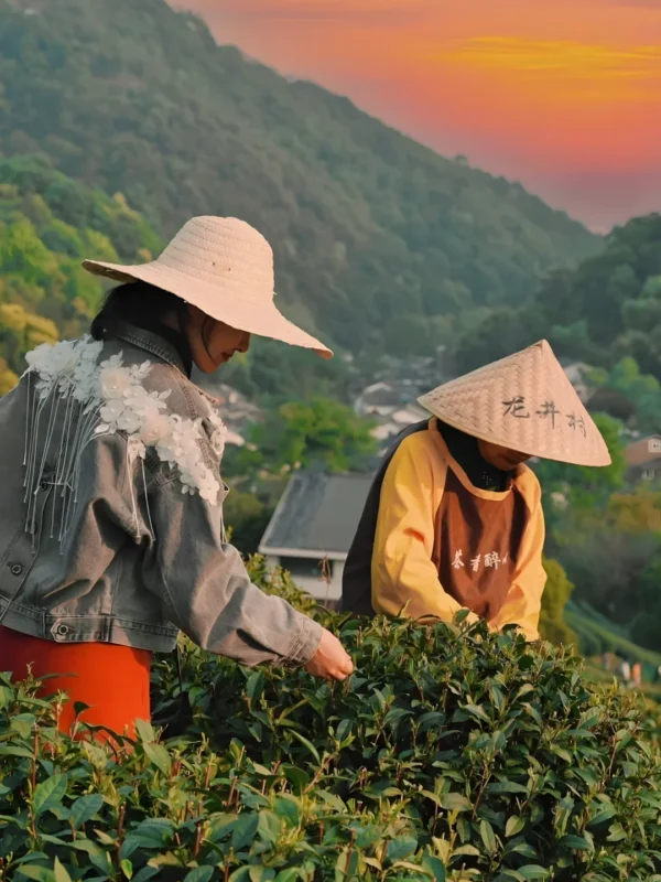 Two tea farmers harvesting loose leaf green tea in a scenic plantation during sunset, perfect for afternoon tea and sugar free green tea.