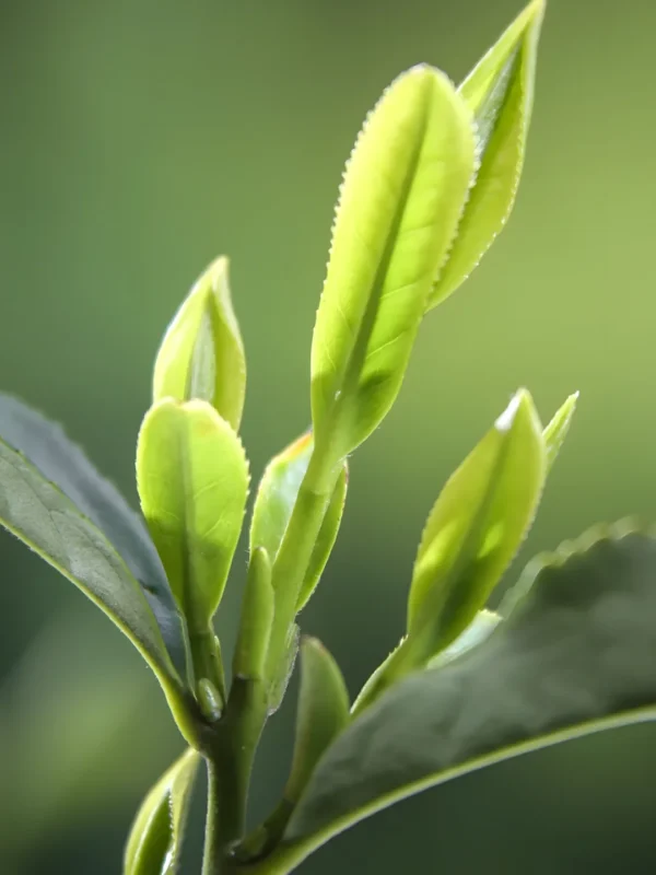 Close-up of loose leaf green tea leaves, showcasing cleansing teas liver, yogi focus tea, pressure balance tea, and skinny tea benefits.