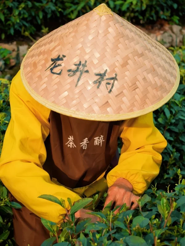 A tea farmer handpicking pure leaf green tea, showcasing women's energy yogi tea, yogi stress relief tea, and detox belly fat tea benefits.