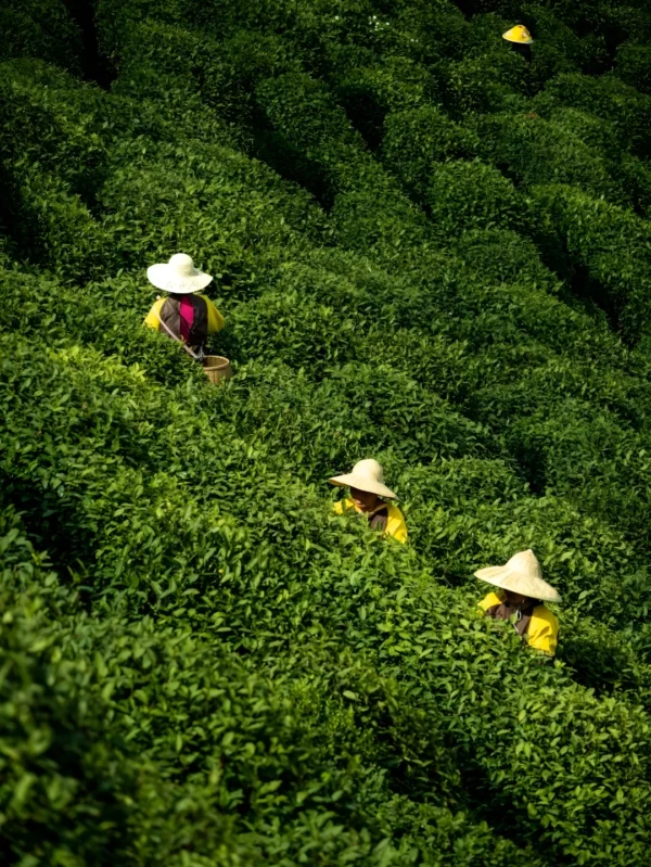 Tea farmers working in lush green fields, handpicking long jing green tea leaves, ideal for slimming tea detox benefits.