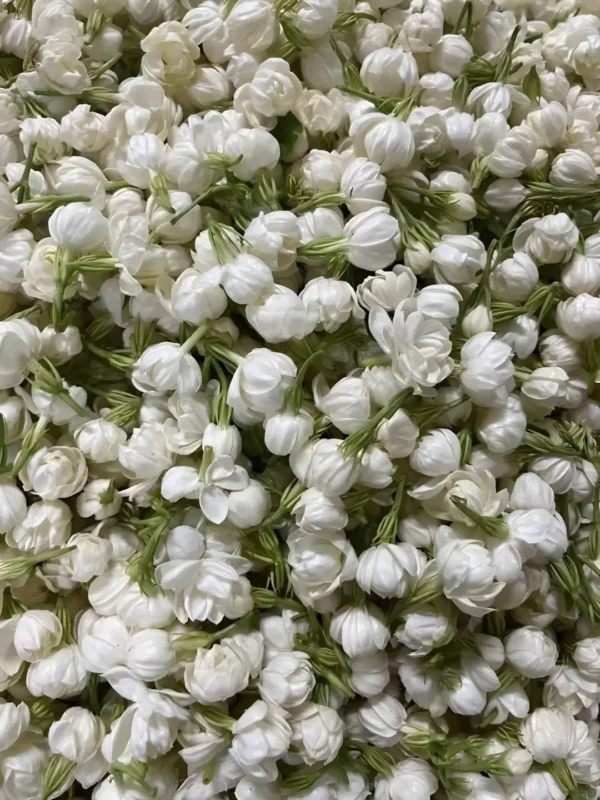 A jasmine picture featuring fresh white jasmine flowers, prepared as blooming tea jasmine, ideal for jasmine tea house displays and for sale.