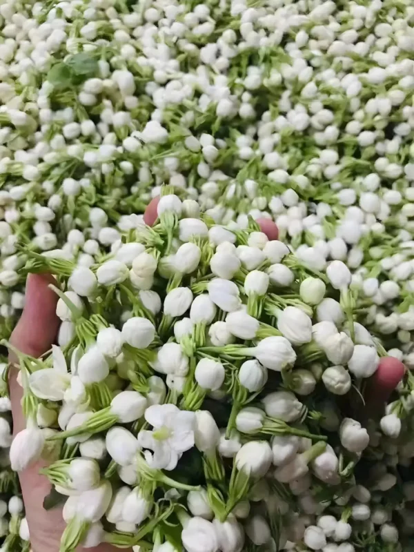 Fresh jasmine buds harvested for jasmine organic tea, jasmine white tea, and jasmine loose tea leaves on a tea menu.