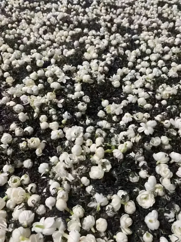 White jasmine flowers being processed into dried jasmine flowers for tea, enhancing organic jasmine tea and little jasmine tea.