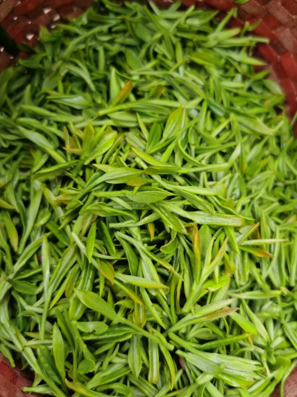 Dongting Mountain artisan spring tea, known for its delicate floral bouquet, clean taste, and energizing health properties.