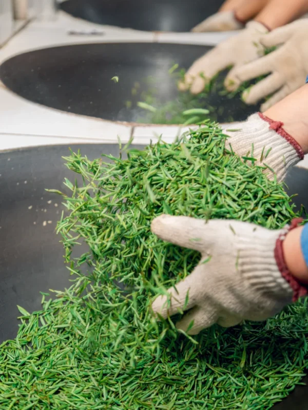 Dongting green tea made with early spring buds, offering a naturally sweet flavor, light floral aroma, and exceptional freshness.